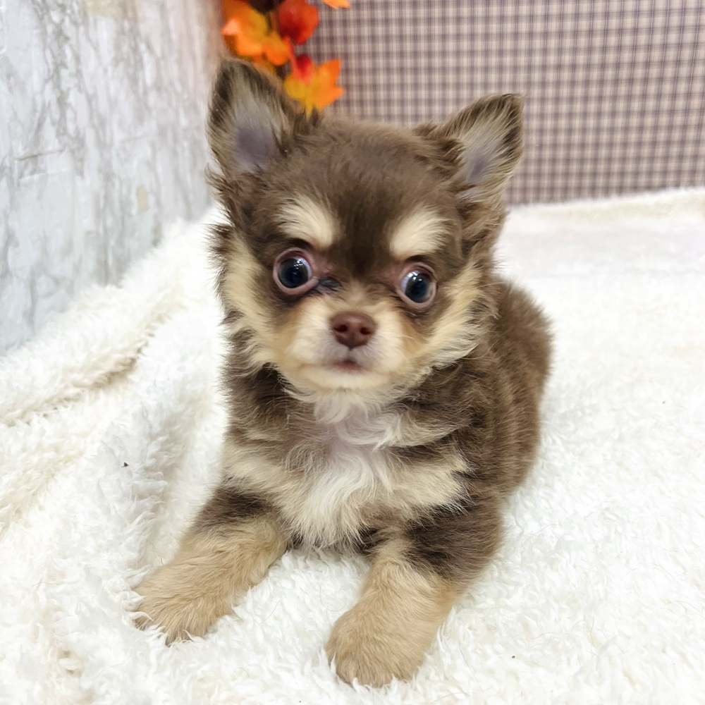 愛知県のチワワ(ロング) (犬の家＆猫の里エアポートウォーク店/2025年9月14日生まれ/男の子/チョコレートタンホワイト)の子犬