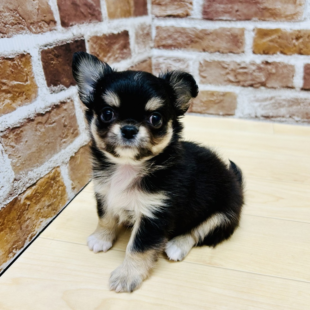 愛知県のチワワ(ロング) (犬の家＆猫の里七宝店/2025年9月15日生まれ/男の子/ブラックタンホワイト)の子犬の2枚目の画像