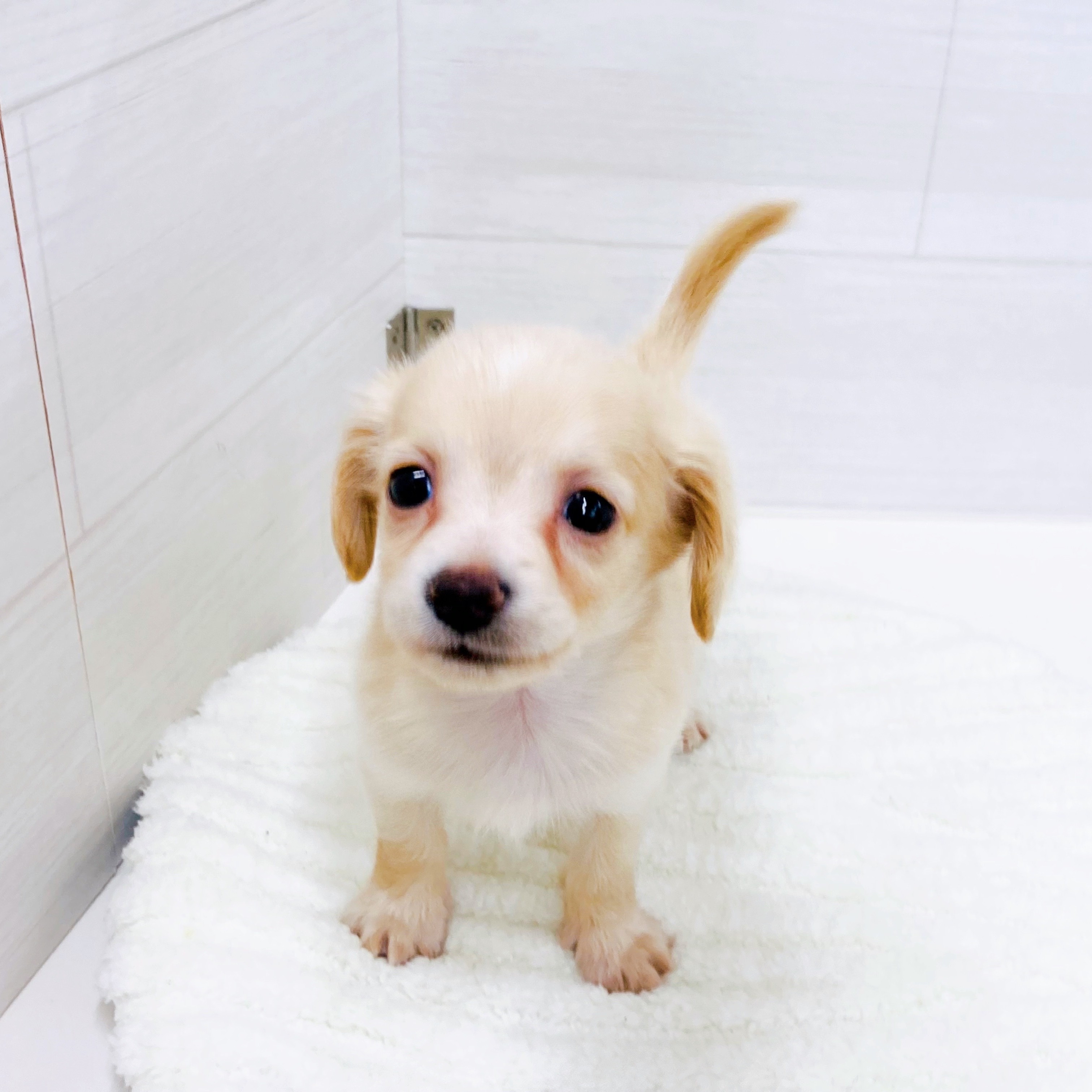 石川県のチワックス(チワワ×ダックス) (犬の家＆猫の里アミーゴ金沢おこばた店/2025年9月16日生まれ/男の子/イエロー)の子犬の2枚目の画像