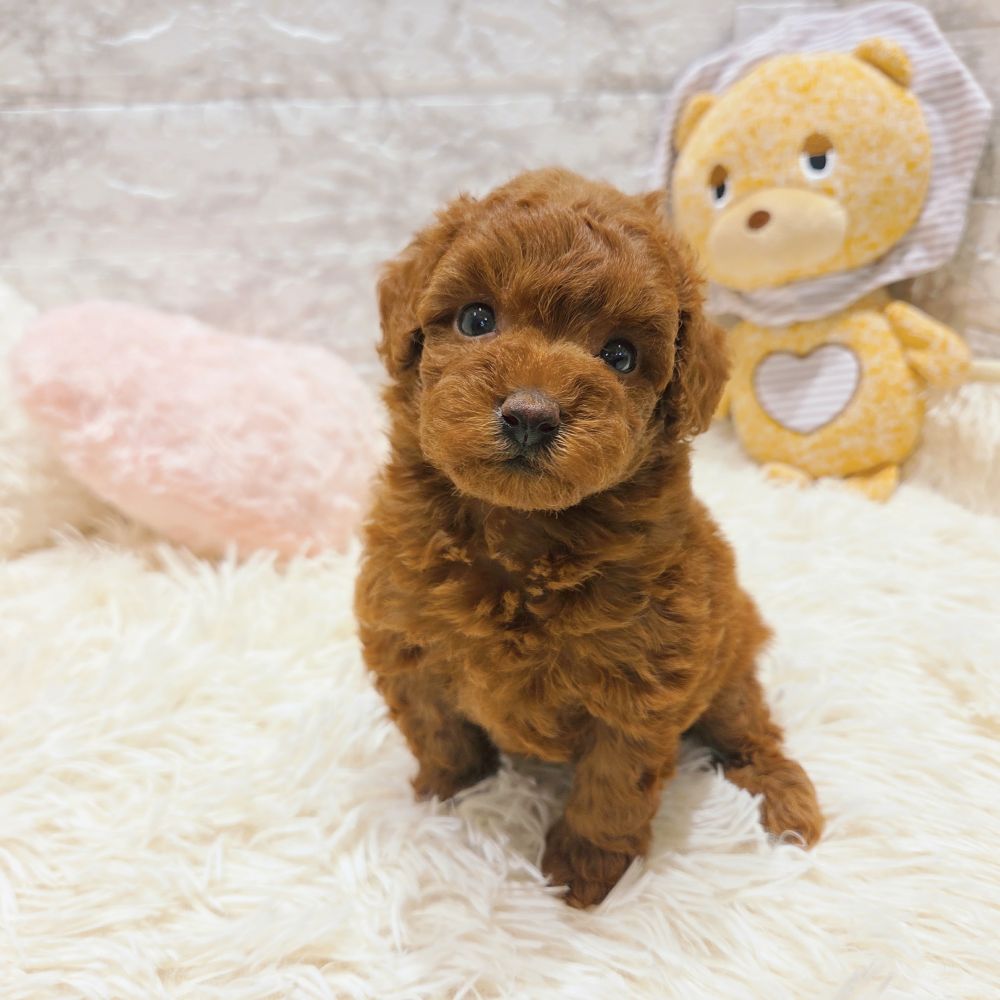 愛知県のトイプードル(トイ) (犬の家＆猫の里MiO香久山店/2025年9月15日生まれ/女の子/レッド)の子犬の1枚目の画像