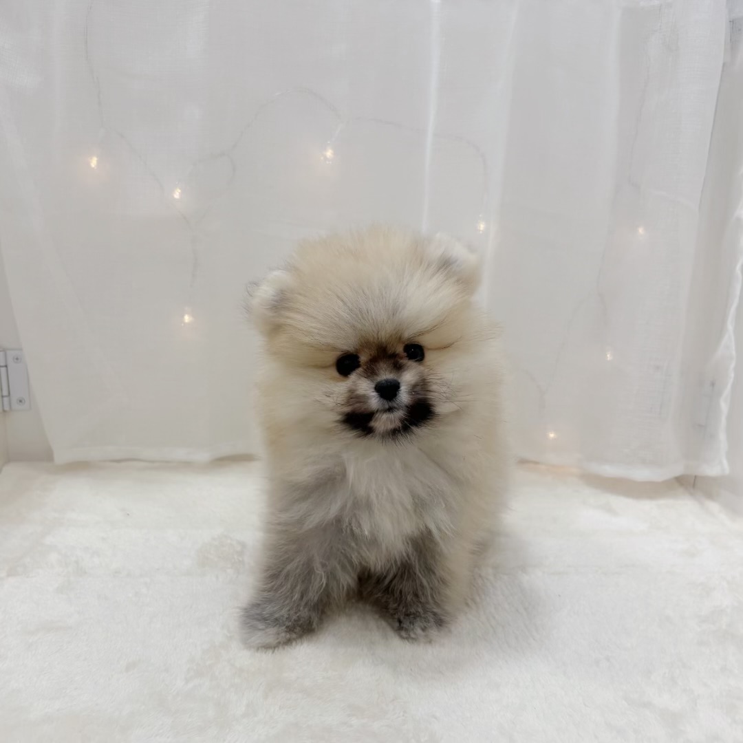 千葉県のポメラニアン (犬の家＆猫の里BIGHOPガーデンモール印西店/2025年9月15日生まれ/女の子/オレンジ)の子犬