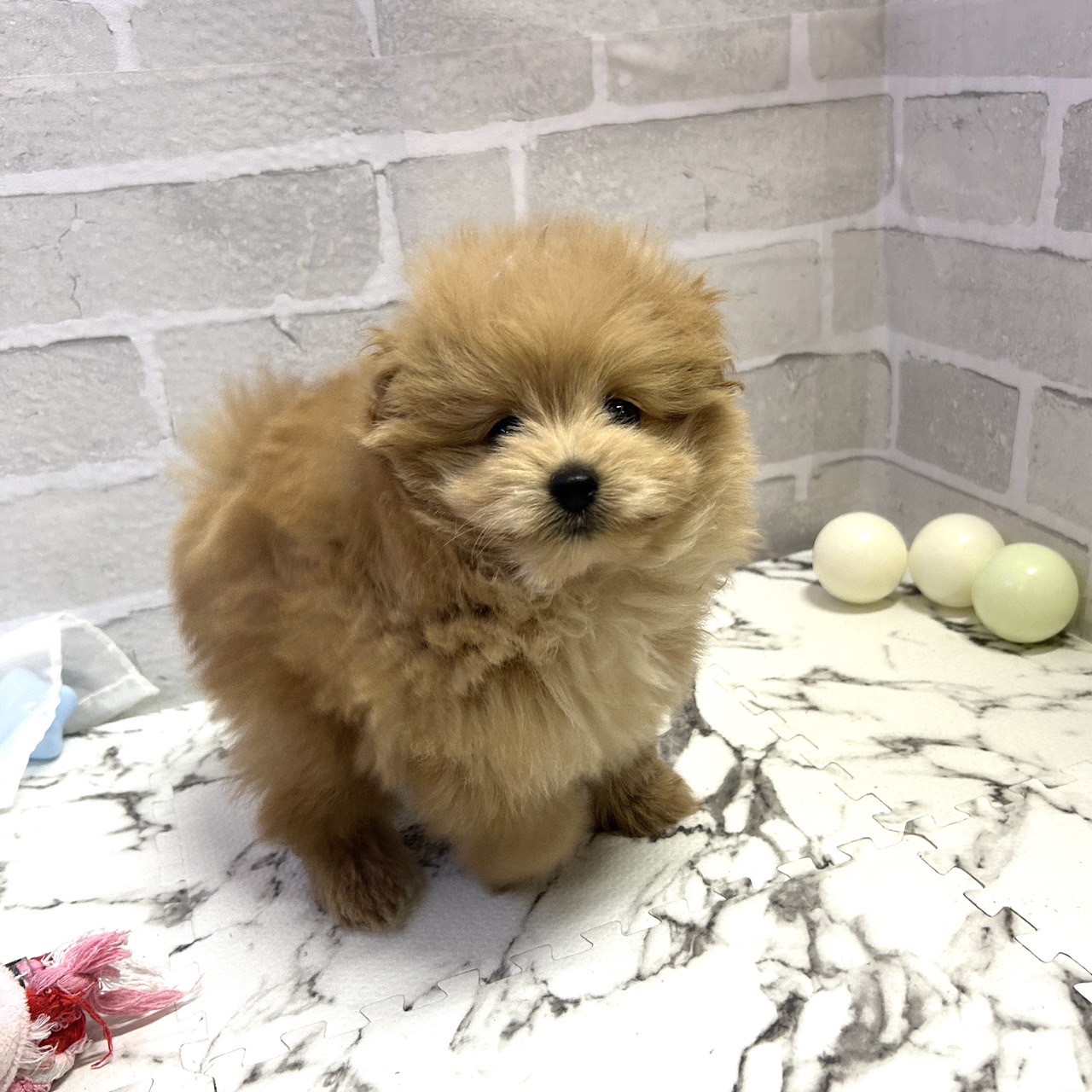 愛知県のポメプー(ポメラニアン×プードル) (犬の家＆猫の里岡崎店/2025年9月14日生まれ/男の子/アプリコット)の子犬の2枚目の画像
