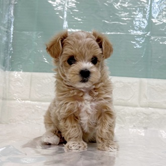静岡県のマルプー(マルチーズ×プードル) (犬の家＆猫の里マークイズ静岡店/2025年9月14日生まれ/女の子/アプリコット)の子犬の2枚目の画像