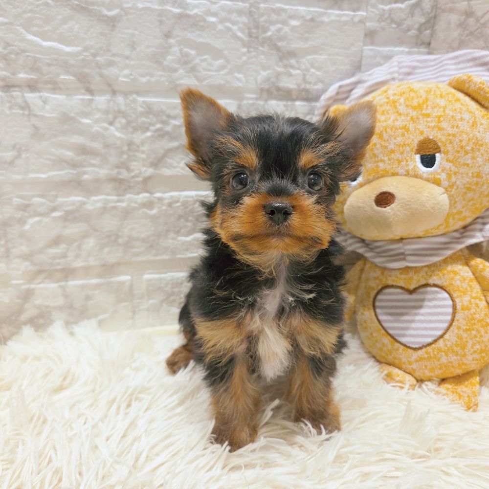 愛知県のヨークシャーテリア (犬の家＆猫の里MiO香久山店/2025年9月14日生まれ/男の子/スチールブルータン)の子犬の1枚目の画像
