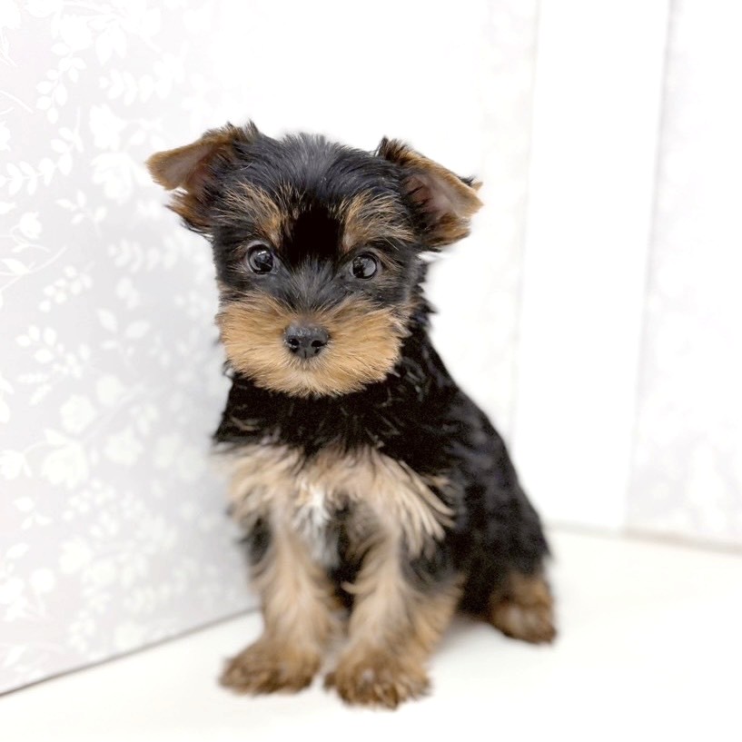 富山県のヨークシャーテリア (犬の家＆猫の里アミーゴ高岡蓮花寺店/2025年9月14日生まれ/男の子/スチールブルータン)の子犬の1枚目の画像