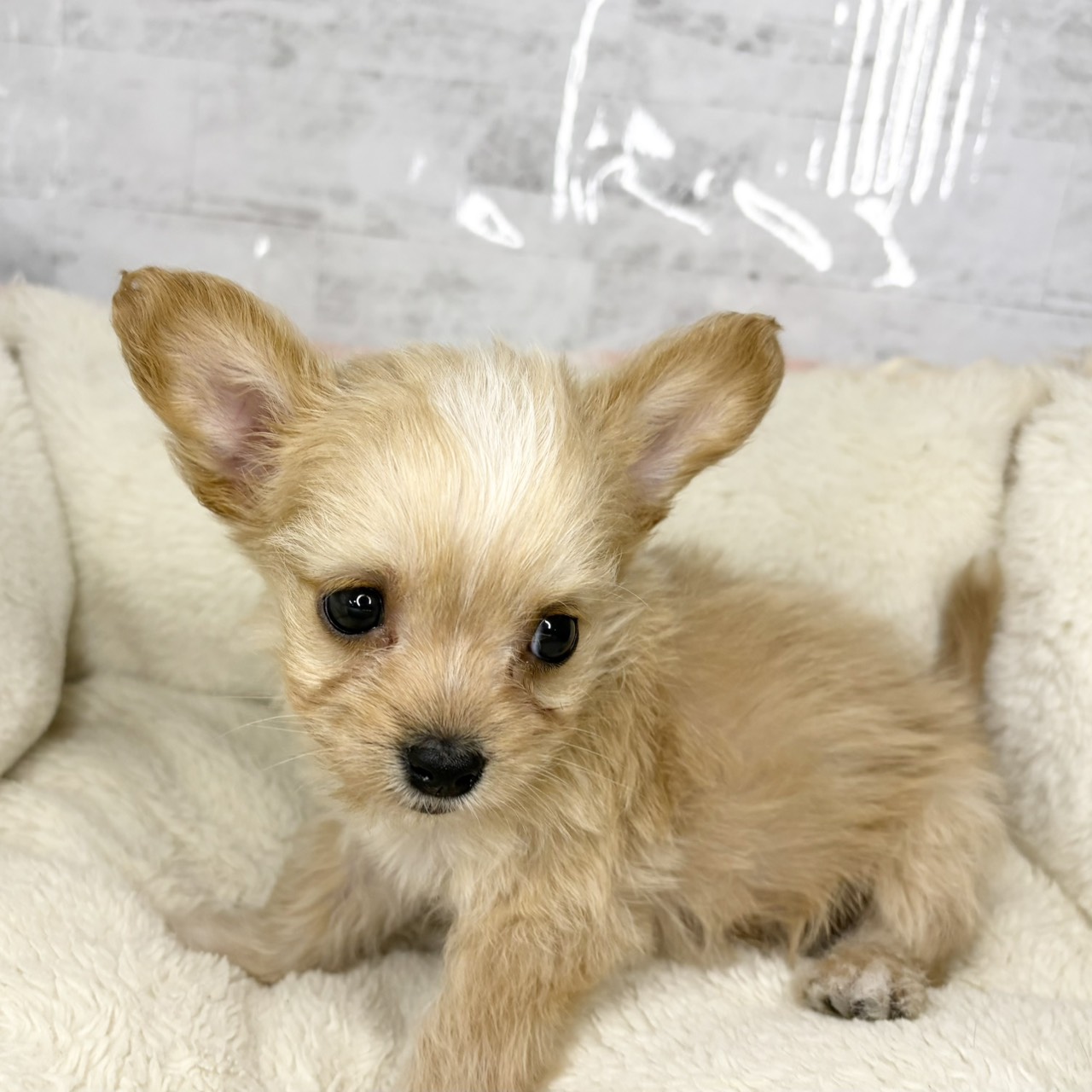 長野県のチワプー/プーチー(チワワ×プードル) (犬の家＆猫の里塩尻店/2025年9月14日生まれ/男の子/アプリコット)の子犬の2枚目の画像