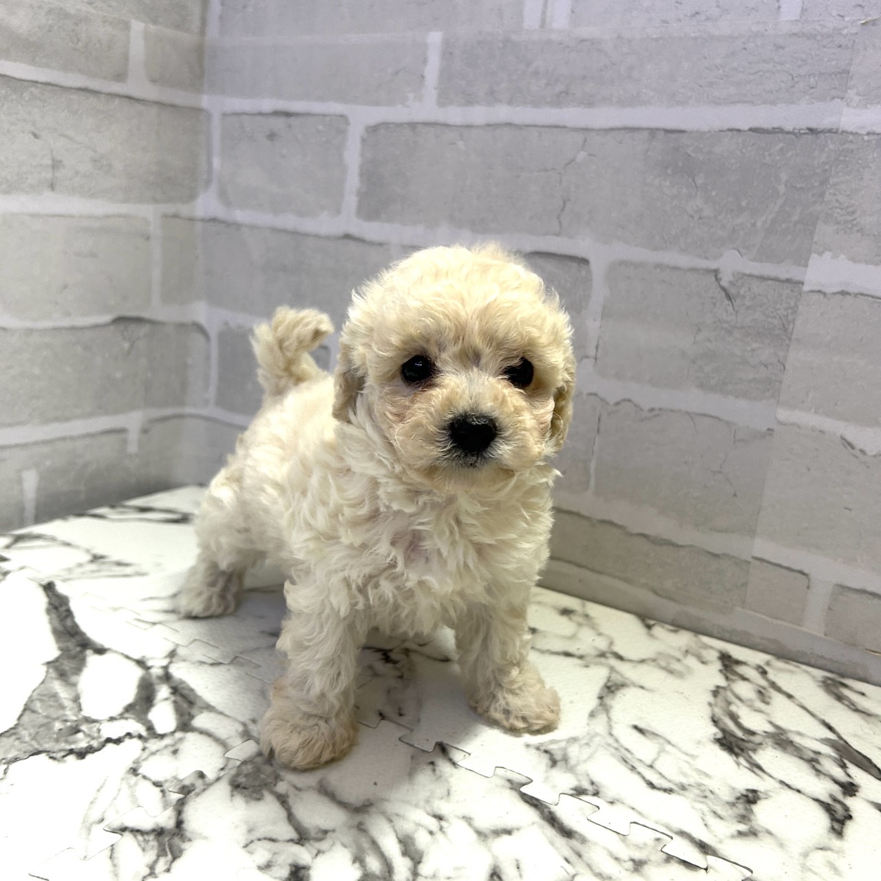 愛知県のビションプー(ビションフリーゼ×プードル) (犬の家＆猫の里岡崎店/2025年9月14日生まれ/女の子/クリーム)の子犬の2枚目の画像