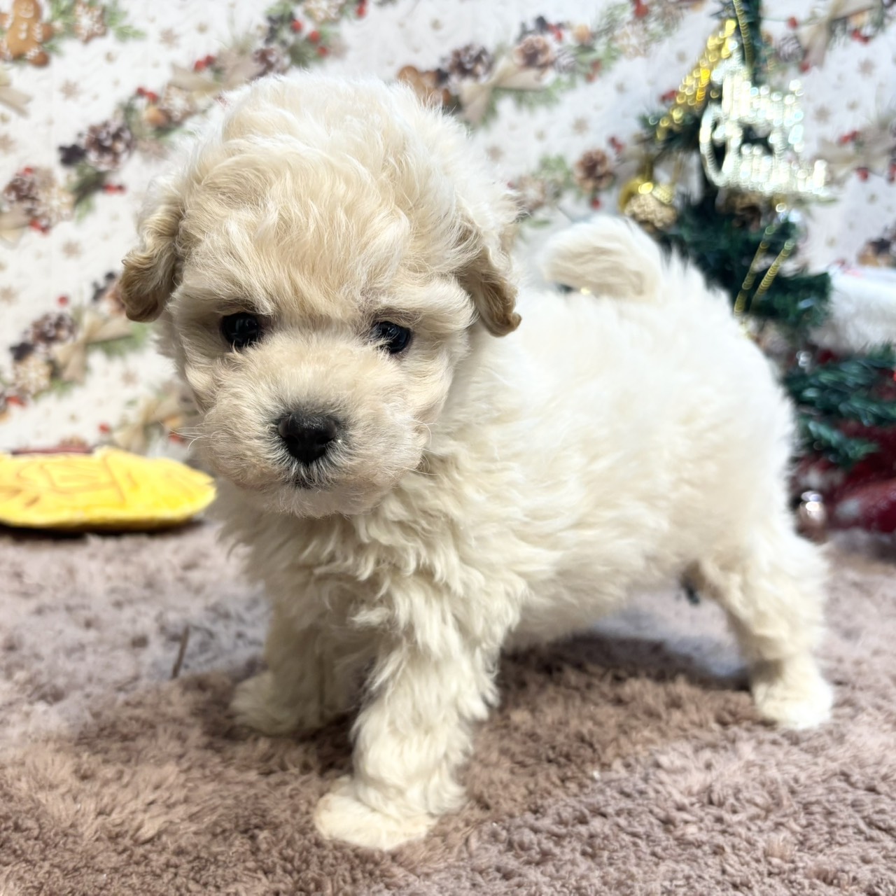 長野県のマルプー(マルチーズ×プードル) (犬の家＆猫の里カインズ梓川店/2025年9月15日生まれ/男の子/クリーム)の子犬の2枚目の画像