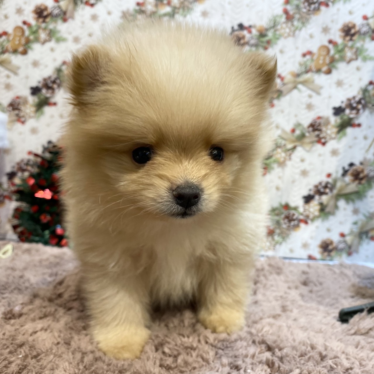 長野県のポメラニアン (犬の家＆猫の里カインズ梓川店/2025年9月15日生まれ/男の子/オレンジ)の子犬の2枚目の画像