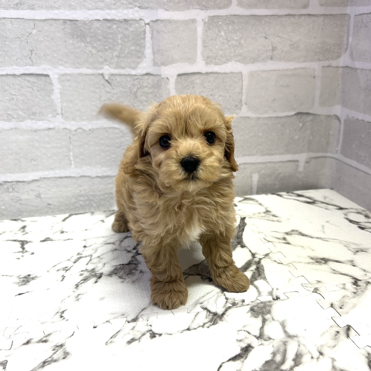愛知県のマルプー(マルチーズ×プードル) (犬の家＆猫の里岡崎店/2025年9月15日生まれ/男の子/クリーム)の子犬の2枚目の画像