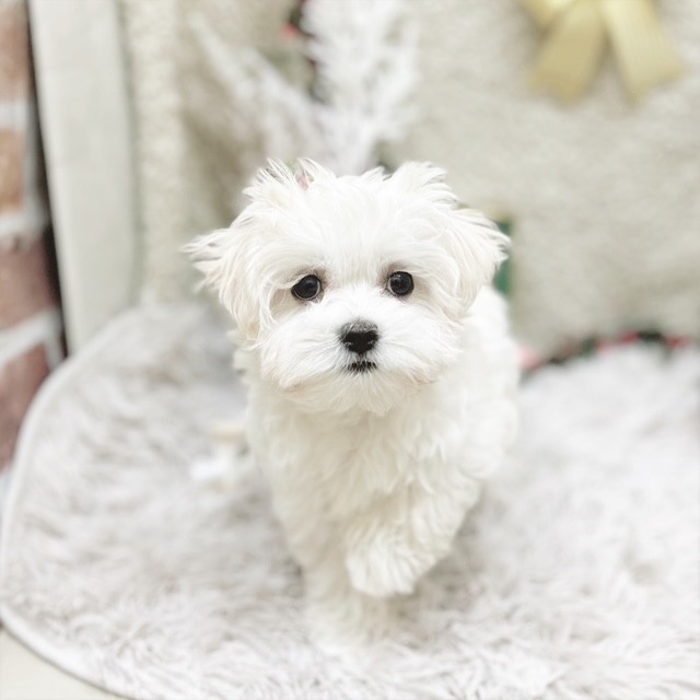 静岡県のマルチーズ (犬の家＆猫の里藤枝店/2025年9月13日生まれ/女の子/ホワイト)の子犬の1枚目の画像