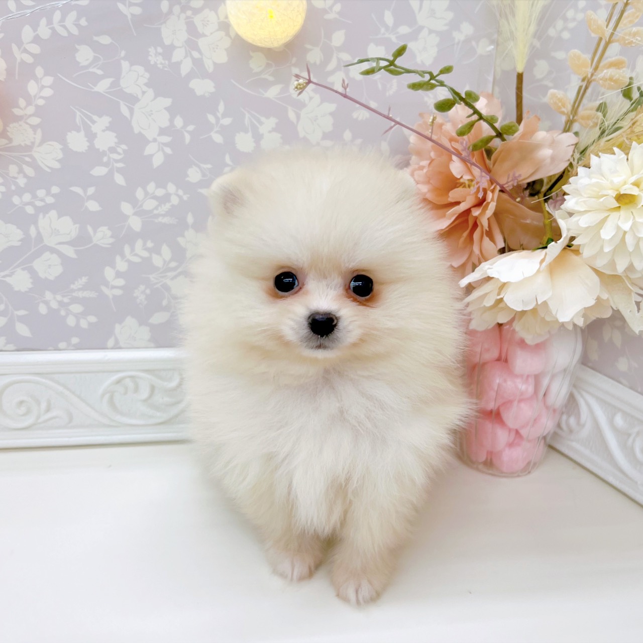 クリーム系のポメラニアンの子犬一覧 | ペットショップ 犬の家&猫の里