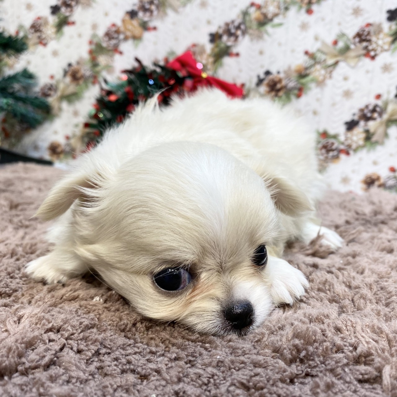 長野県のチワワ(ロング) (犬の家＆猫の里カインズ梓川店/2025年9月15日生まれ/女の子/ホワイトクリーム)の子犬の2枚目の画像