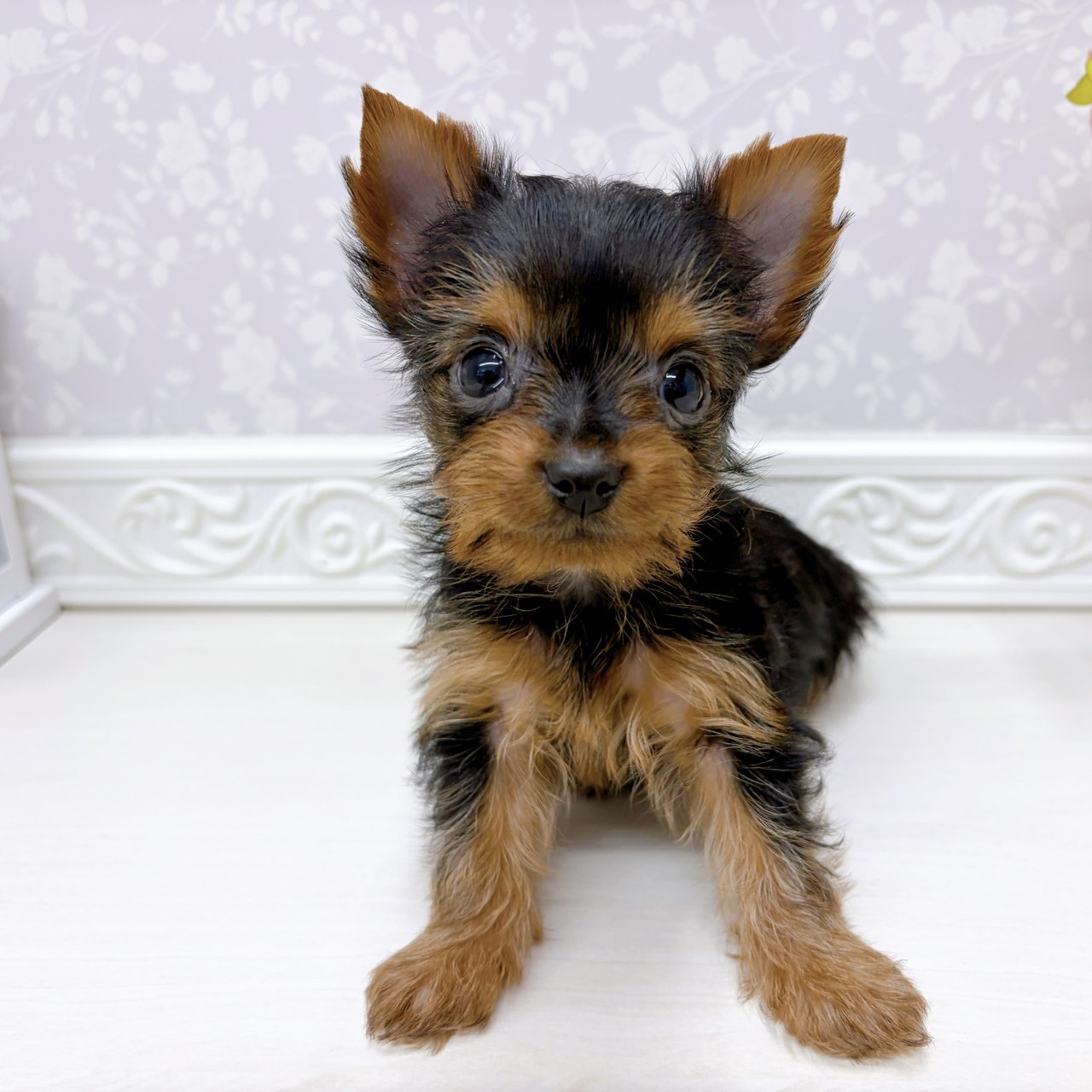 富山県のヨークシャーテリア (犬の家＆猫の里アミーゴ山室店/2025年9月15日生まれ/女の子/スチールブルータン)の子犬の1枚目の画像