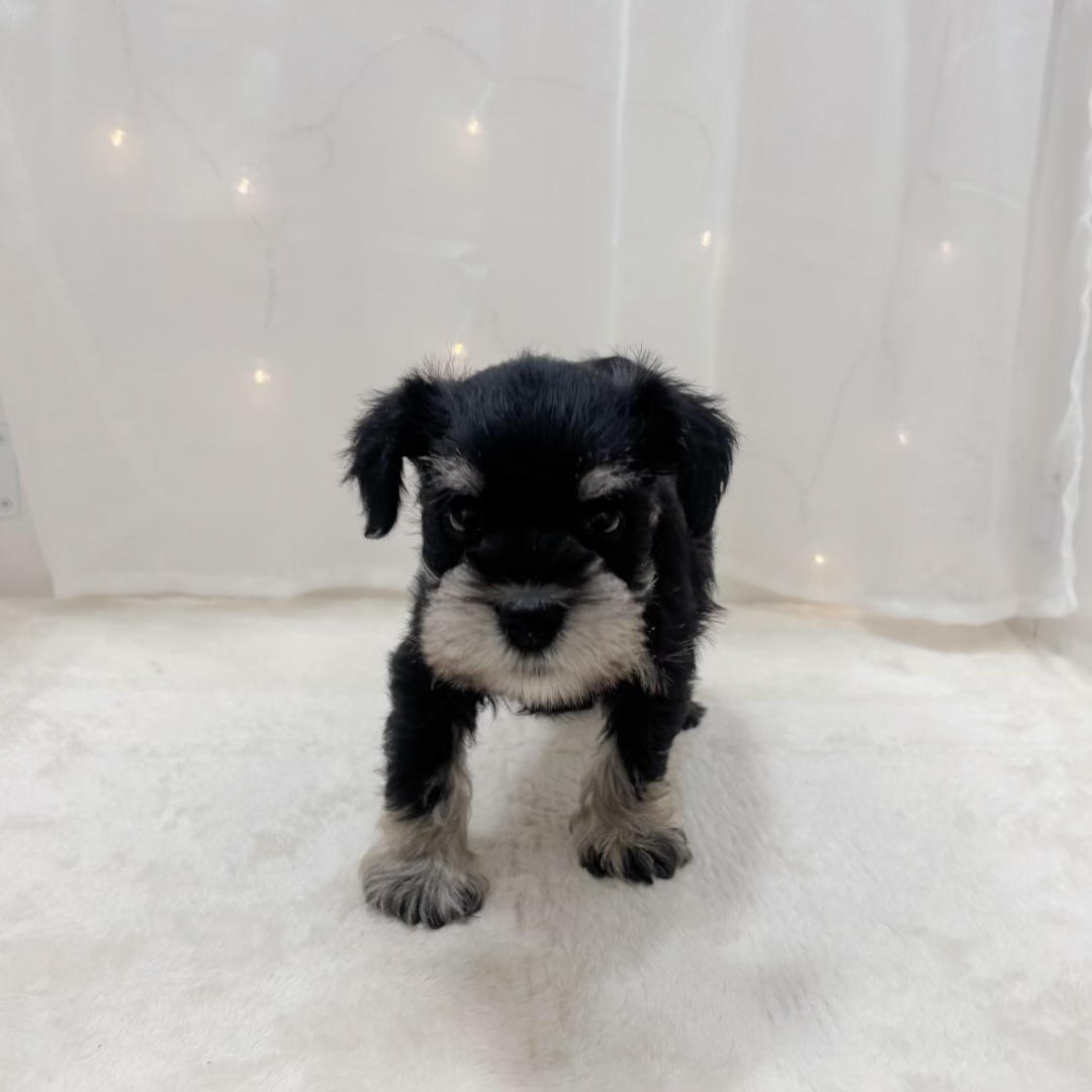 千葉県のミニチュアシュナウザー (犬の家＆猫の里BIGHOPガーデンモール印西店/2025年9月15日生まれ/女の子/ブラックシルバー)の子犬