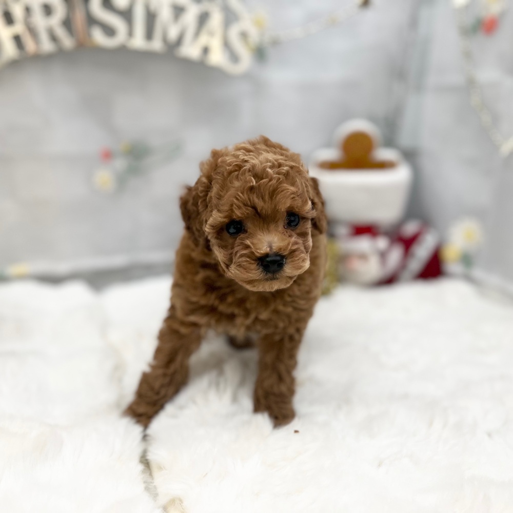 静岡県のトイプードル(トイ) (犬の家＆猫の里MEGAドン・キホーテ袋井店/2025年9月14日生まれ/女の子/レッド)の子犬の2枚目の画像