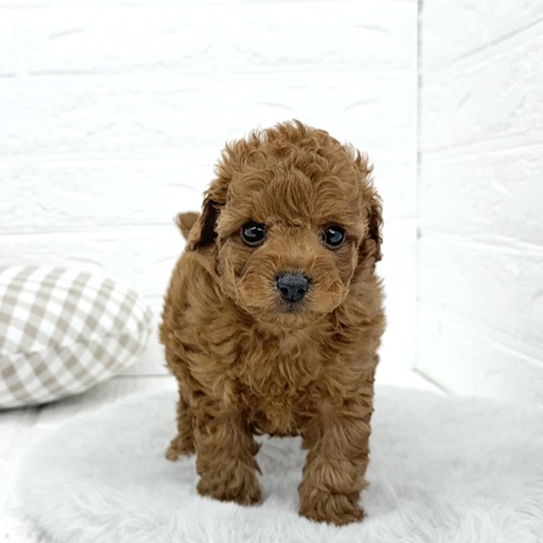 愛知県のトイプードル(トイ) (犬の家＆猫の里豊川インター店/2025年9月14日生まれ/男の子/レッド)の子犬の1枚目の画像