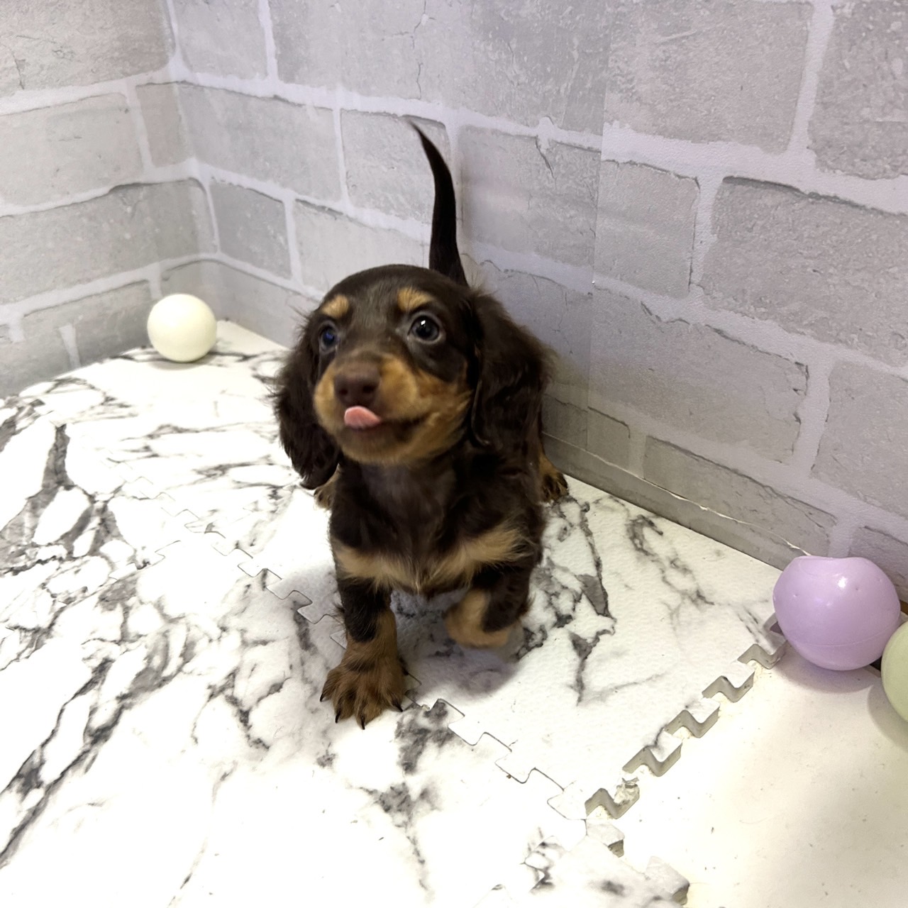 愛知県のミニチュアダックスフンド(ロング) (犬の家＆猫の里岡崎店/2025年9月13日生まれ/男の子/チョコレートタン)の子犬の2枚目の画像