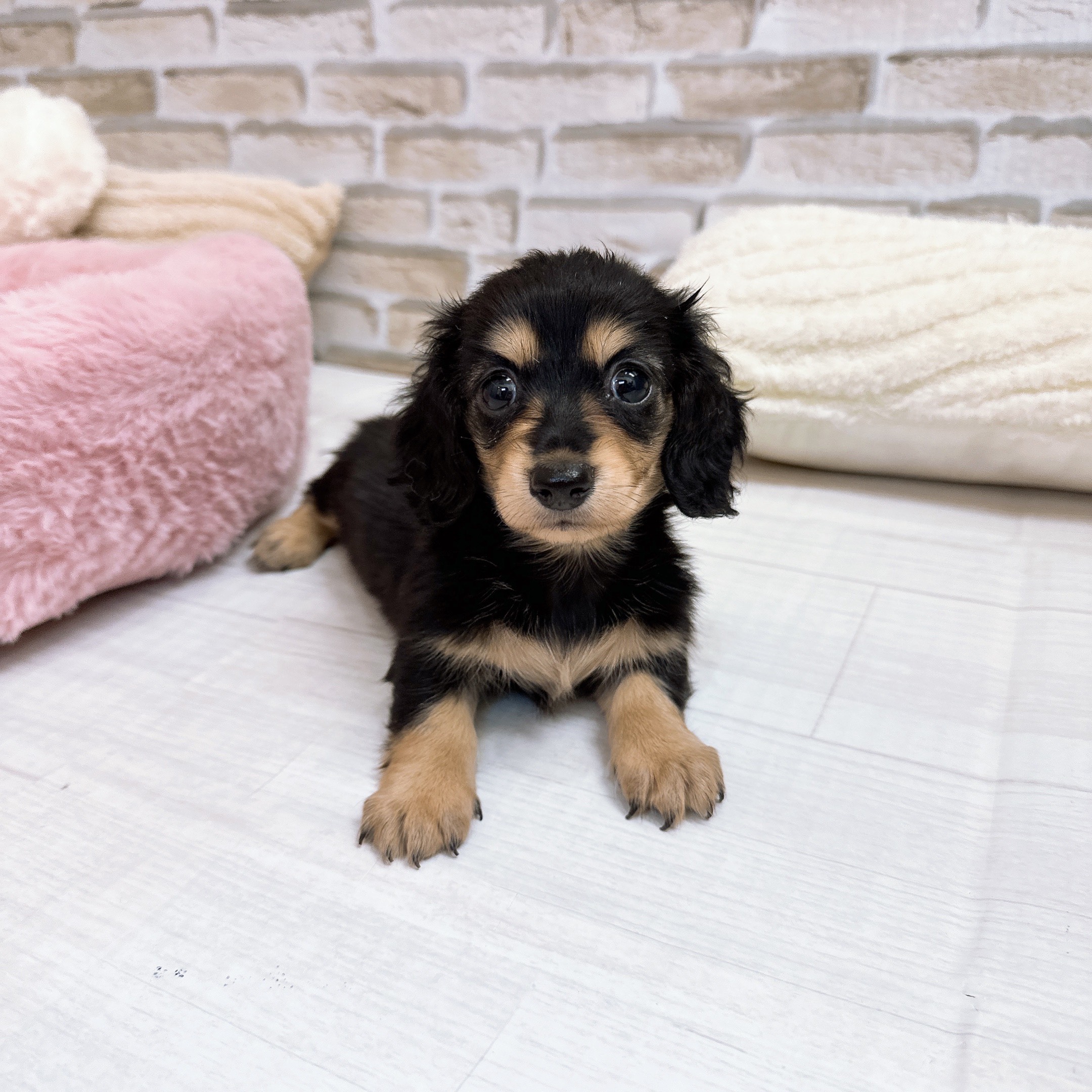 神奈川県のミニチュアダックスフンド(ロング) (犬の家＆猫の里モザイクモール港北店/2025年9月15日生まれ/女の子/ブラックイエロー)の子犬の1枚目の画像