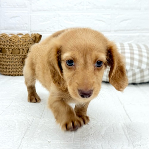 愛知県のミニチュアダックスフンド(ロング) (犬の家＆猫の里豊川インター店/2025年9月13日生まれ/男の子/ゴールド)の子犬