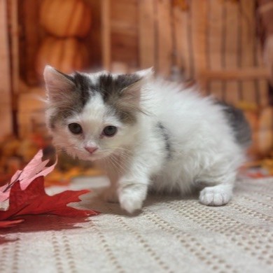 福岡県のスコティッシュフォールド (犬の家＆猫の里トリアス久山店/2025年9月15日生まれ/男の子/シルバータビーホワイトバン)の子猫の2枚目の画像