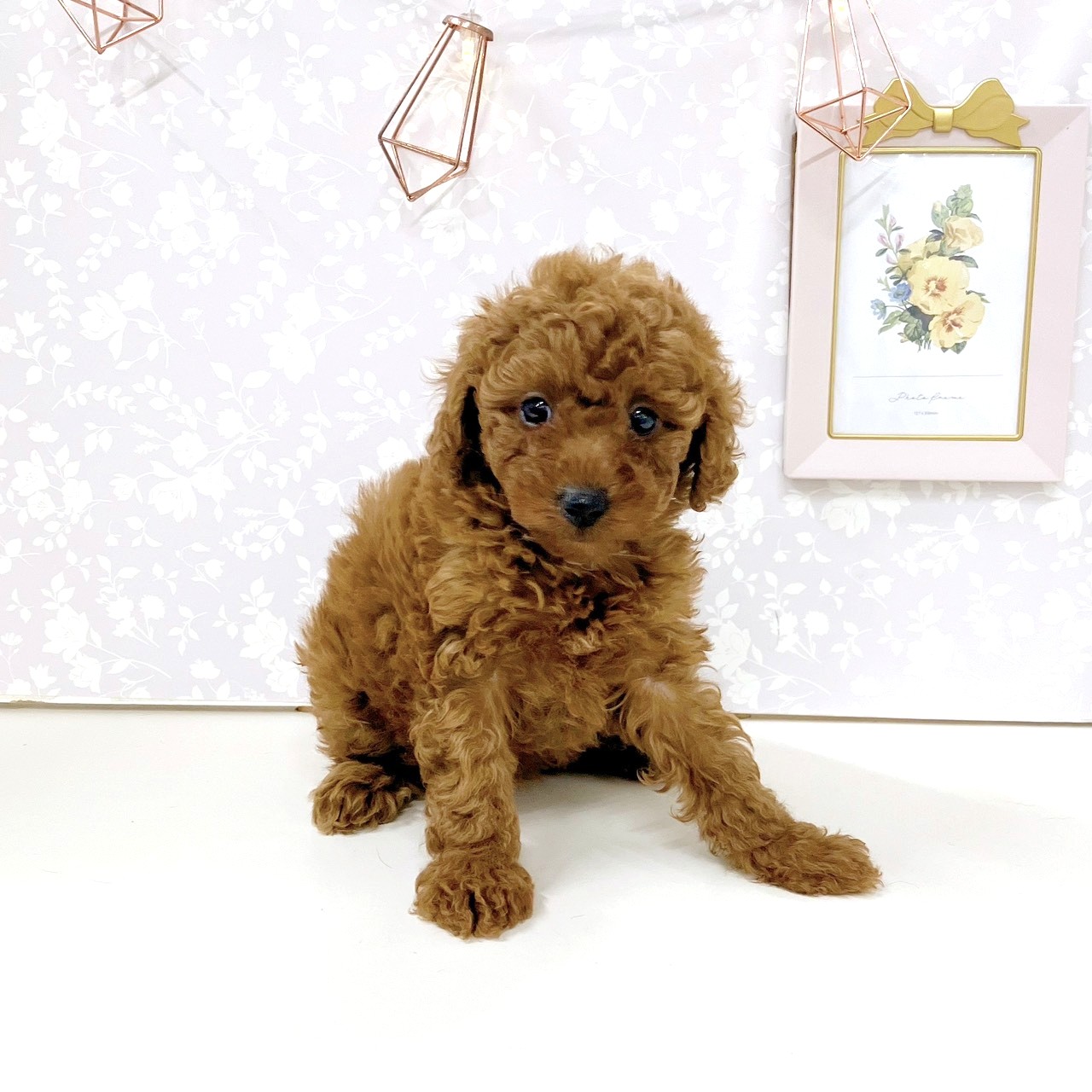 富山県のトイプードル(トイ) (犬の家＆猫の里アミーゴ高岡蓮花寺店/2025年9月15日生まれ/女の子/レッド)の子犬の2枚目の画像