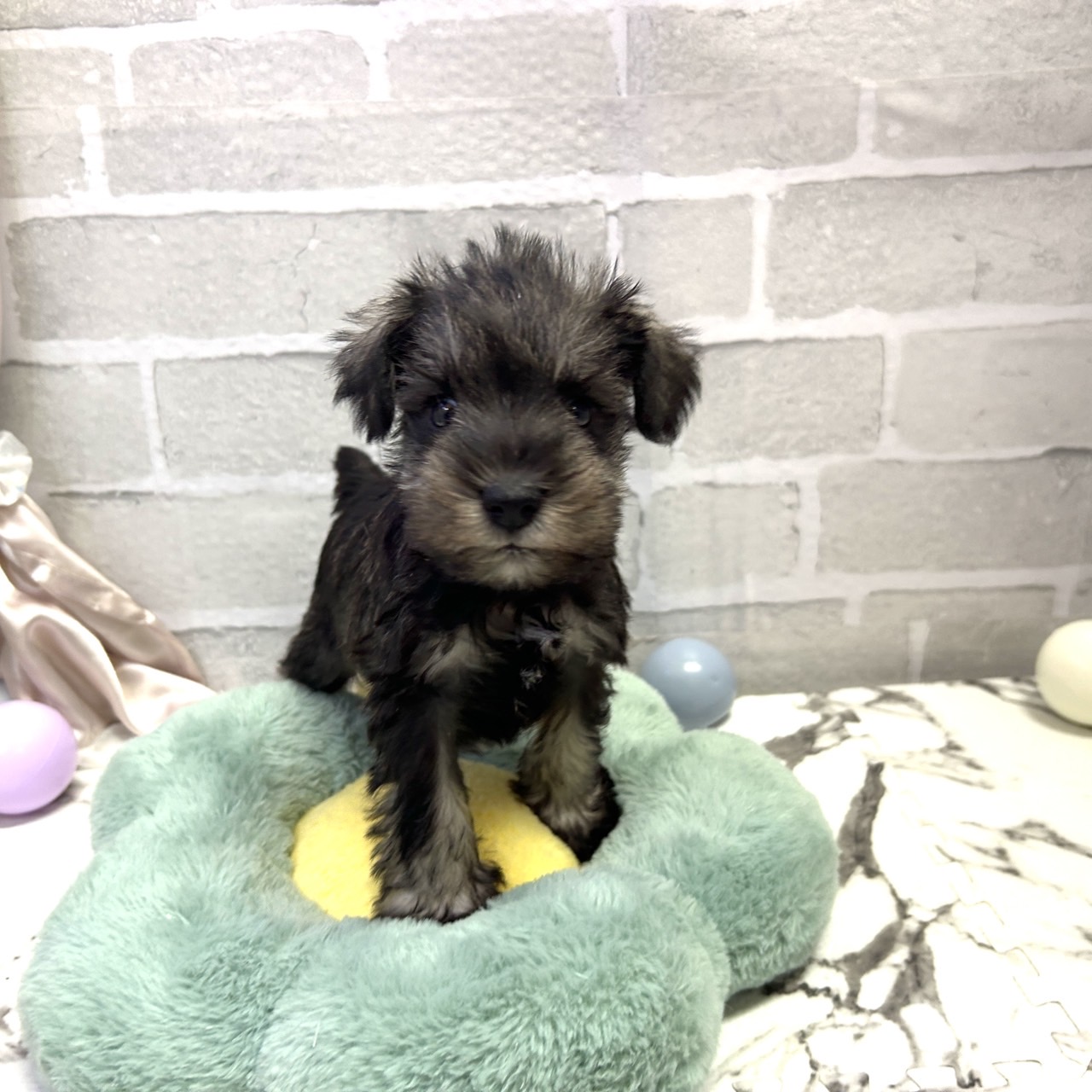 愛知県のミニチュアシュナウザー (犬の家＆猫の里岡崎店/2025年9月16日生まれ/男の子/ソルトペッパー)の子犬の2枚目の画像