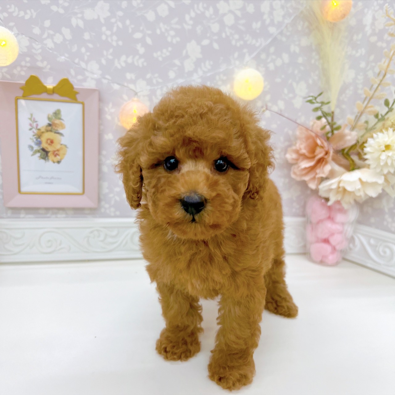 富山県のトイプードル(トイ) (犬の家＆猫の里富山店/2025年9月15日生まれ/女の子/レッド)の子犬の1枚目の画像