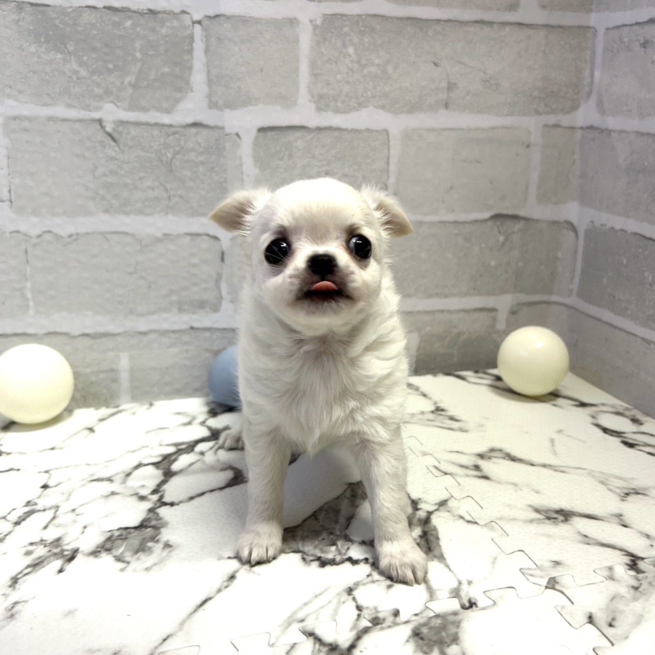 愛知県のチワワ(ロング) (犬の家＆猫の里岡崎店/2025年9月16日生まれ/女の子/クリーム)の子犬の2枚目の画像