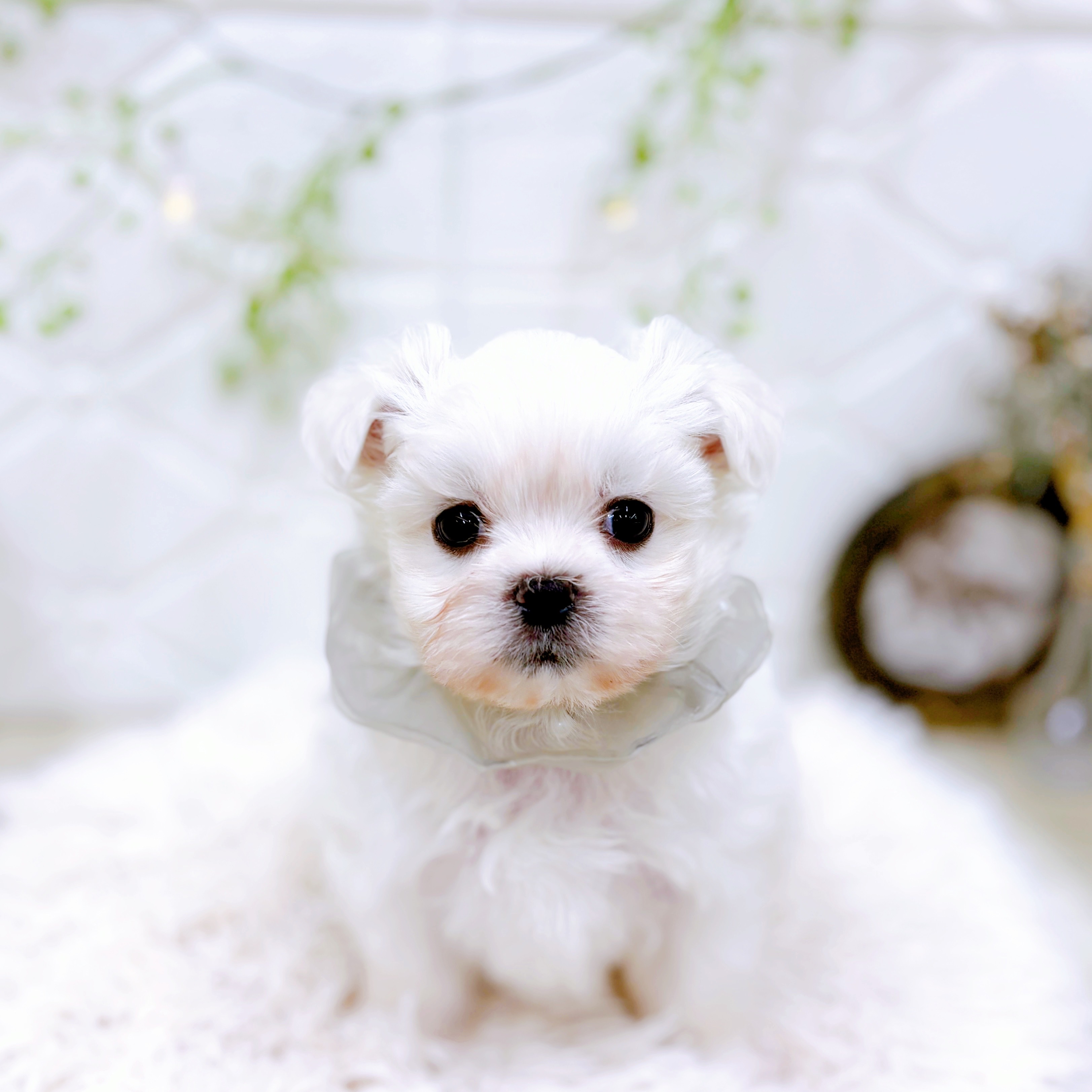 福井県のペキマル/マルペキ(ペキニーズ×マルチーズ) (犬の家＆猫の里アミーゴ福井店/2025年9月16日生まれ/男の子/ホワイト)の子犬の1枚目の画像