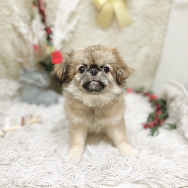 静岡県のチワペキ/ペキチー/ペキチワ(チワワ×ペキニーズ) (犬の家＆猫の里藤枝店/2025年9月12日生まれ/女の子/フォーンホワイト)の子犬の1枚目の画像