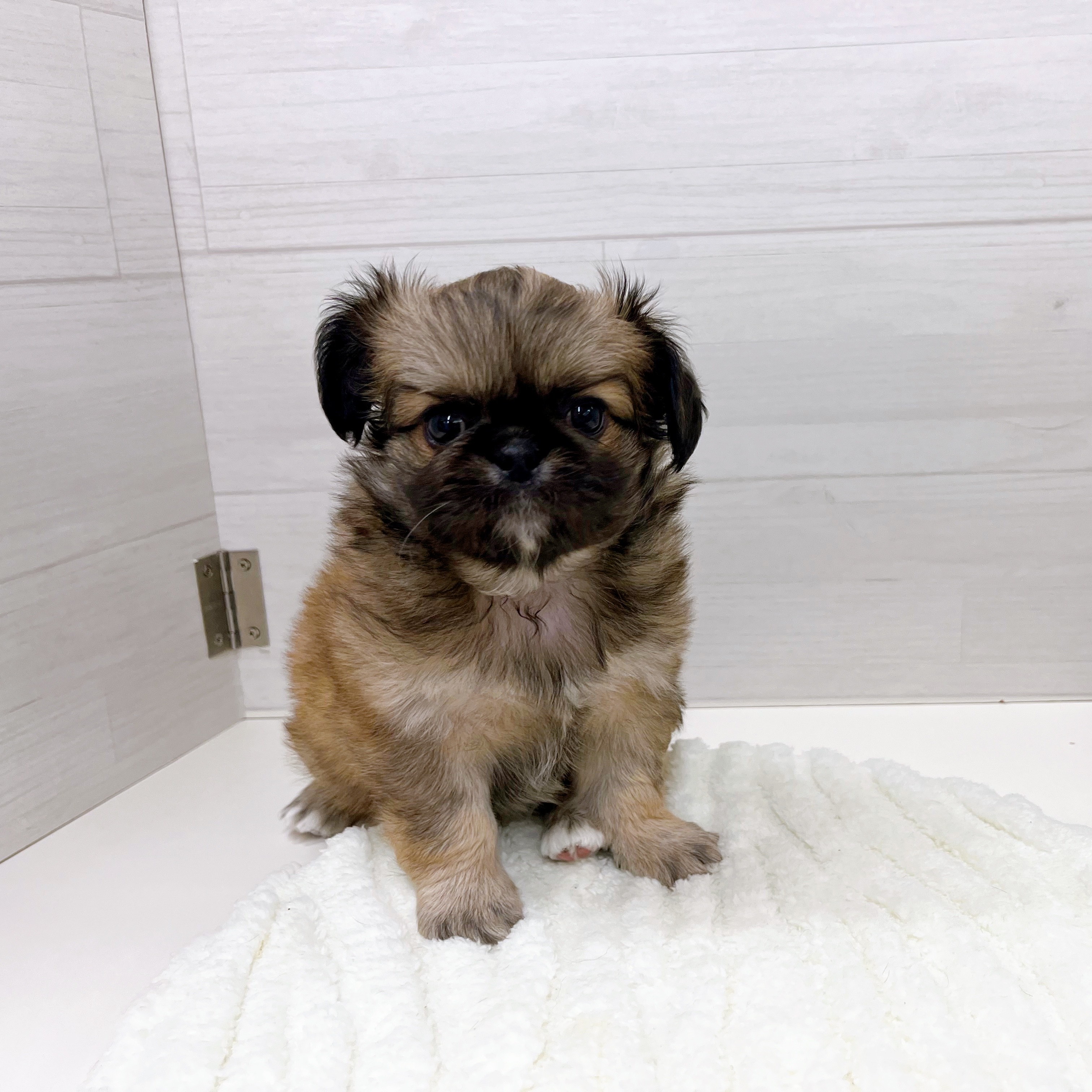 石川県のチワペキ/ペキチー/ペキチワ(チワワ×ペキニーズ) (犬の家＆猫の里アミーゴ金沢おこばた店/2025年9月12日生まれ/男の子/フォーンホワイト)の子犬の2枚目の画像