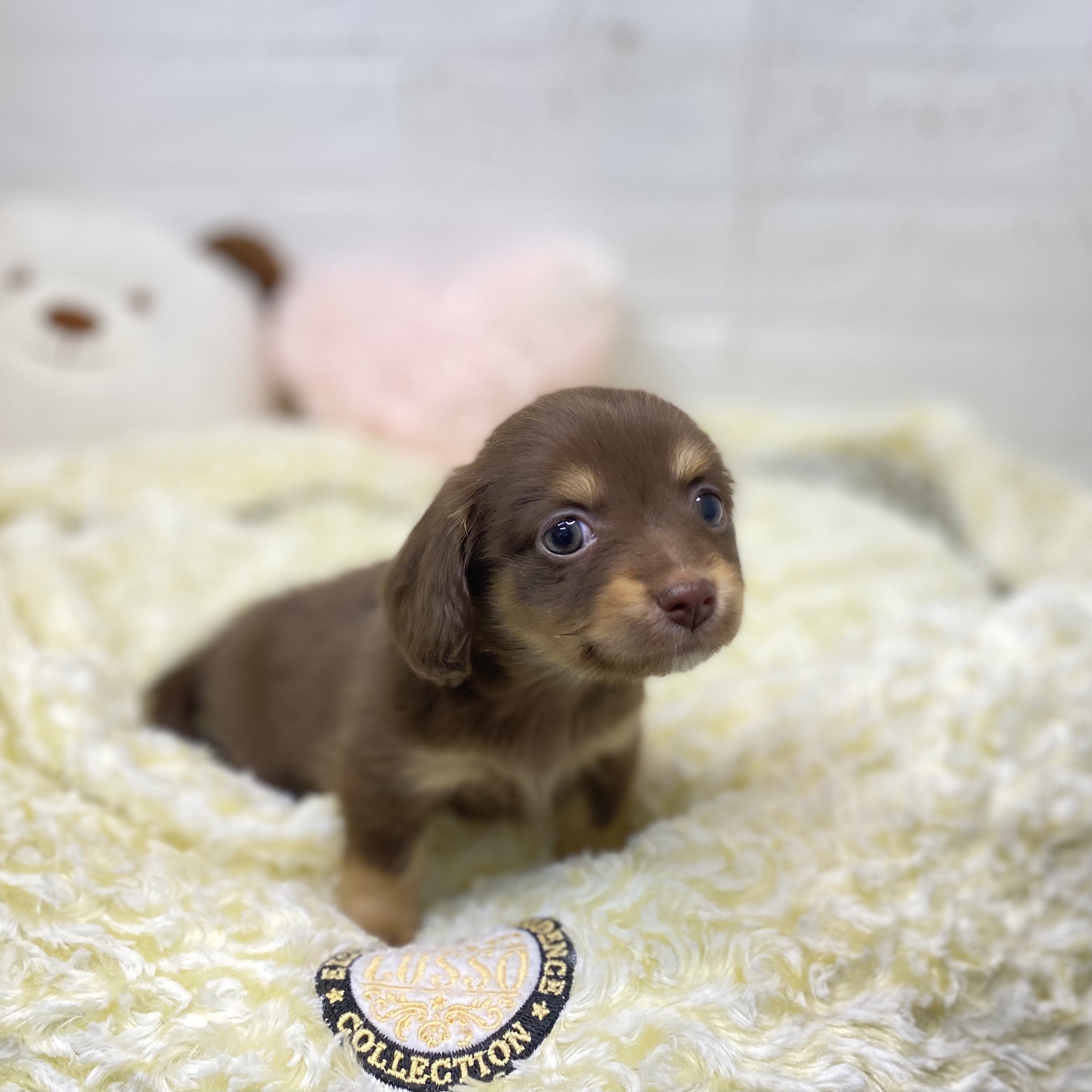 長野県のチワックス(チワワ×ダックス) (犬の家＆猫の里長野店/2025年9月14日生まれ/女の子/チョコレートタン)の子犬の2枚目の画像