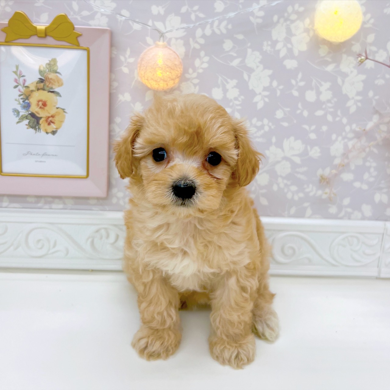 富山県のマルプー(マルチーズ×プードル) (犬の家＆猫の里富山店/2025年9月14日生まれ/女の子/アプリコット)の子犬の1枚目の画像