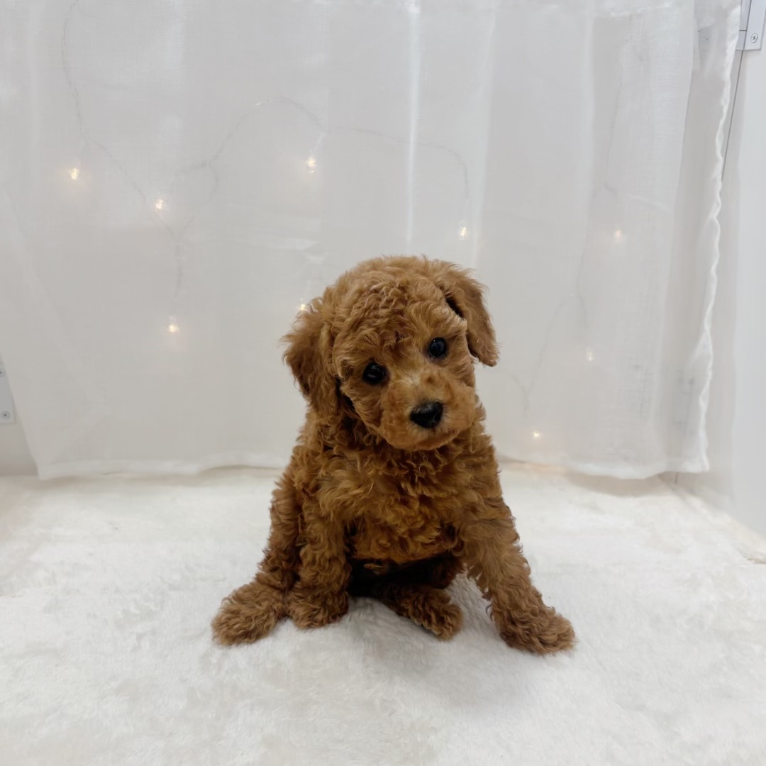 千葉県のトイプードル(トイ) (犬の家＆猫の里BIGHOPガーデンモール印西店/2025年9月16日生まれ/男の子/レッド)の子犬の2枚目の画像