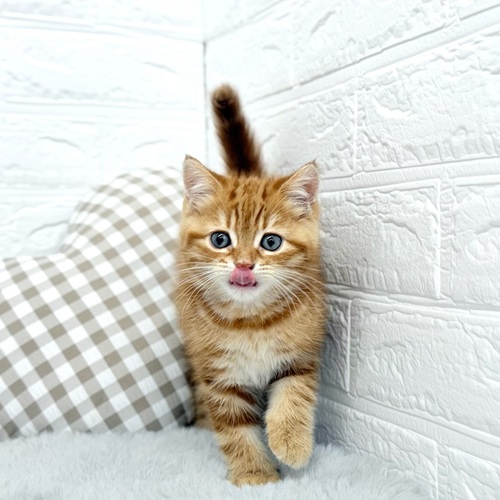 愛知県のマンチカン (犬の家＆猫の里豊川インター店/2025年9月11日生まれ/男の子/レッドタビー)の子猫の1枚目の画像