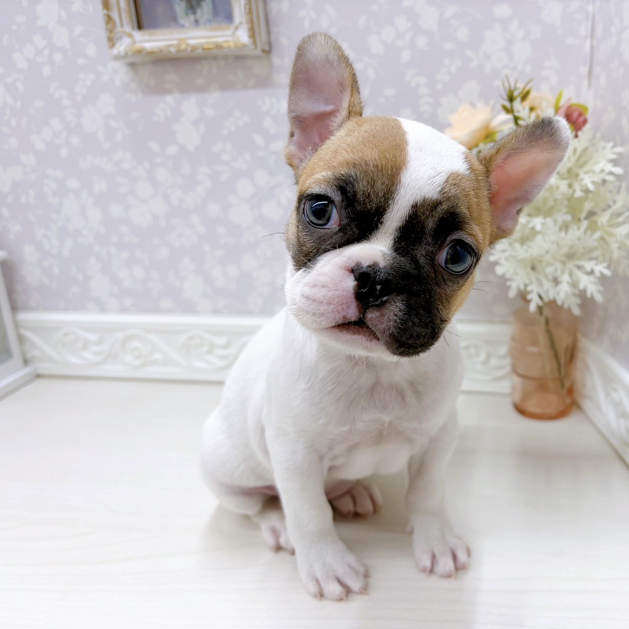 富山県のフレンチブルドッグ (犬の家＆猫の里アミーゴ山室店/2025年9月13日生まれ/女の子/ホワイトフォーン)の子犬の1枚目の画像
