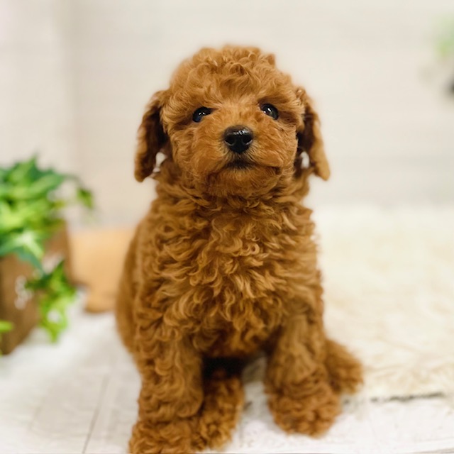 愛知県のトイプードル(トイ) (犬の家＆猫の里豊田店/2025年9月16日生まれ/女の子/レッド)の子犬の2枚目の画像