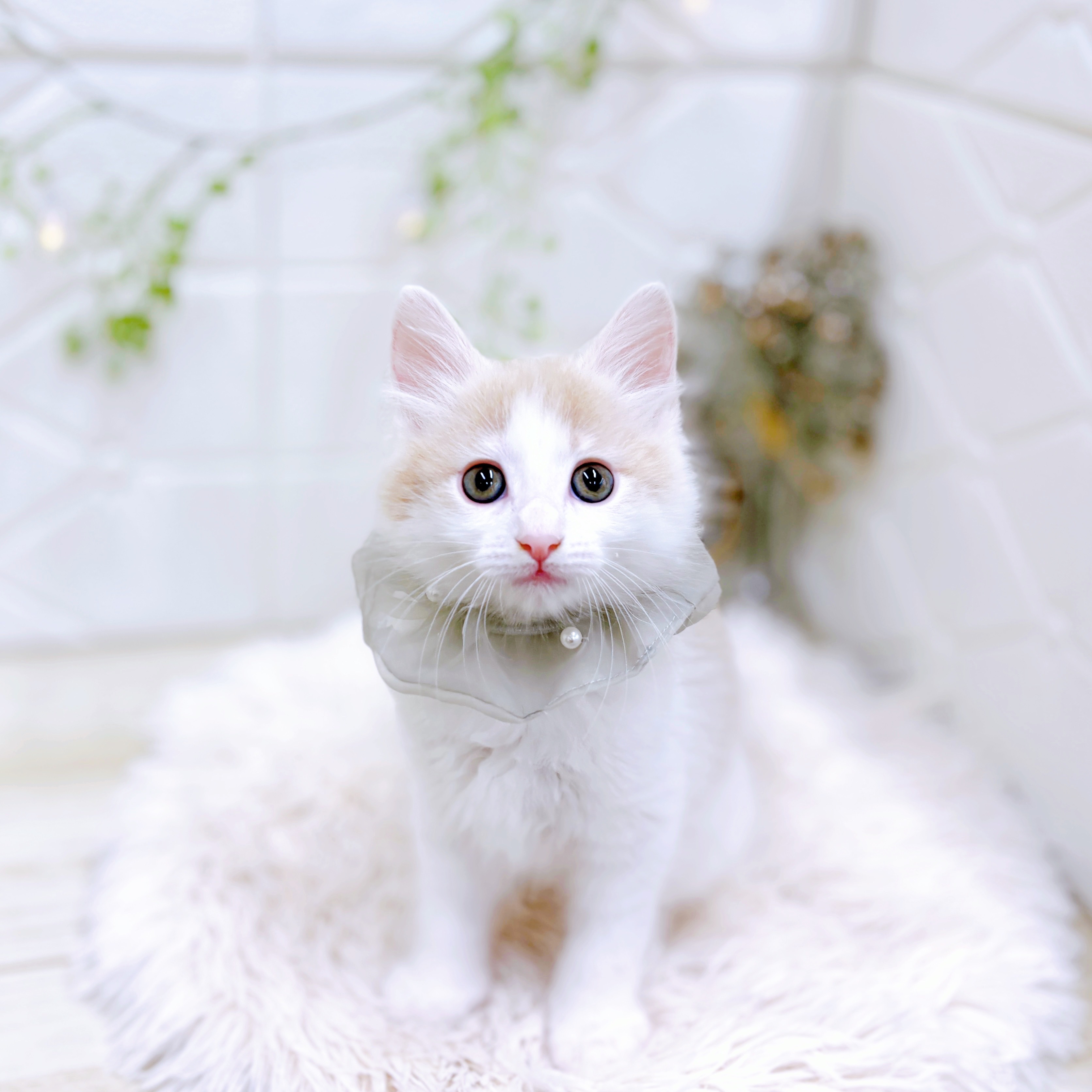 福井県のノルウェージャンフォレストキャット (犬の家＆猫の里アミーゴ福井店/2025年9月16日生まれ/男の子/クリームホワイト)の子猫の1枚目の画像