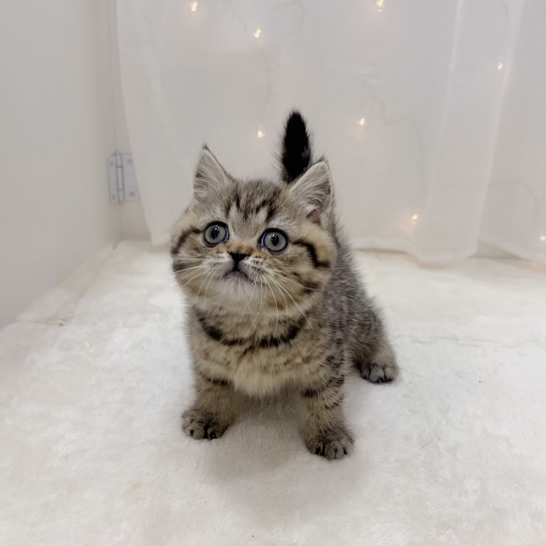 千葉県のブリティッシュショートヘアー (犬の家＆猫の里BIGHOPガーデンモール印西店/2025年9月16日生まれ/女の子/ブラウンタビー)の子猫の2枚目の画像