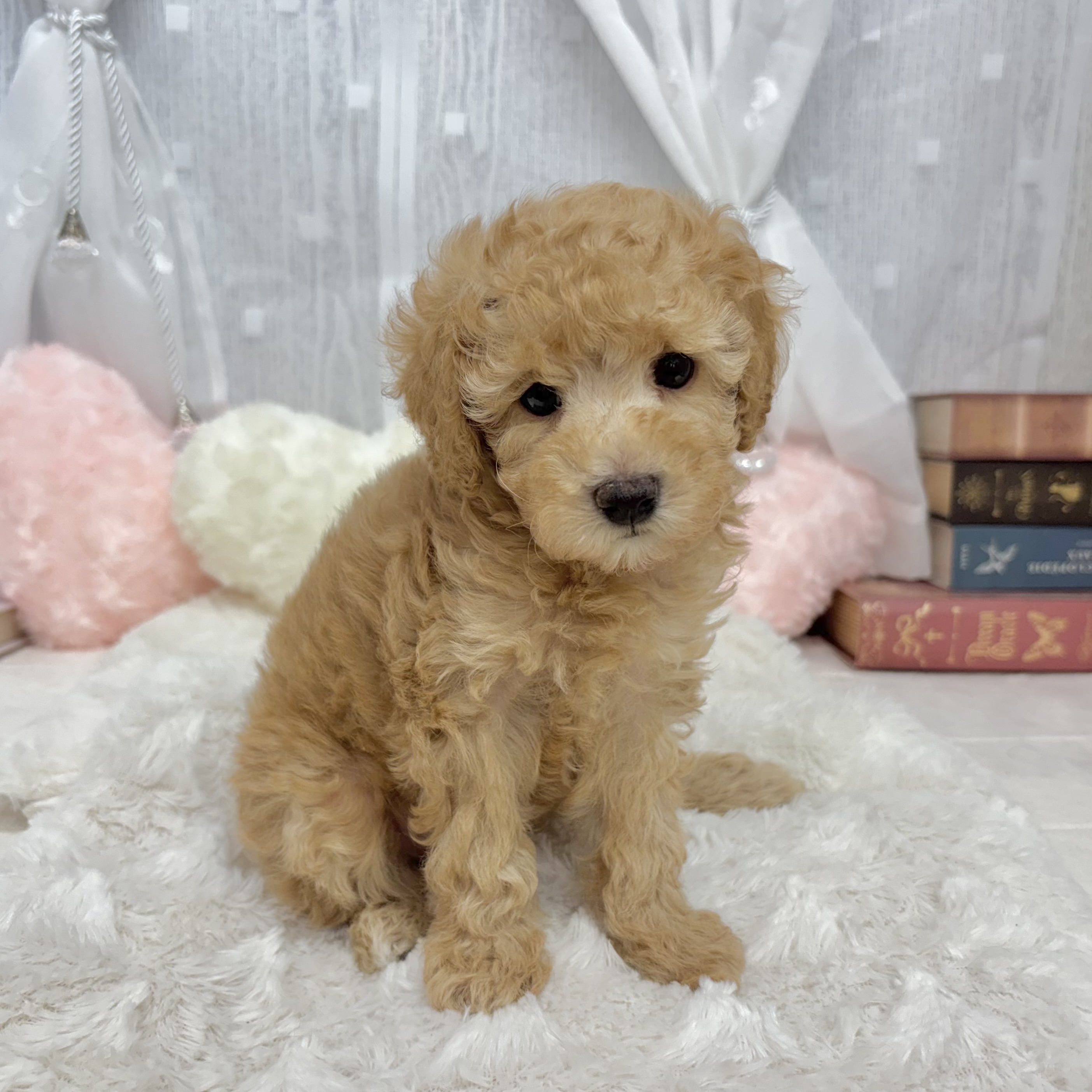 神奈川県のトイプードル(トイ) (犬の家＆猫の里相模原店/2025年9月13日生まれ/男の子/アプリコット)の子犬