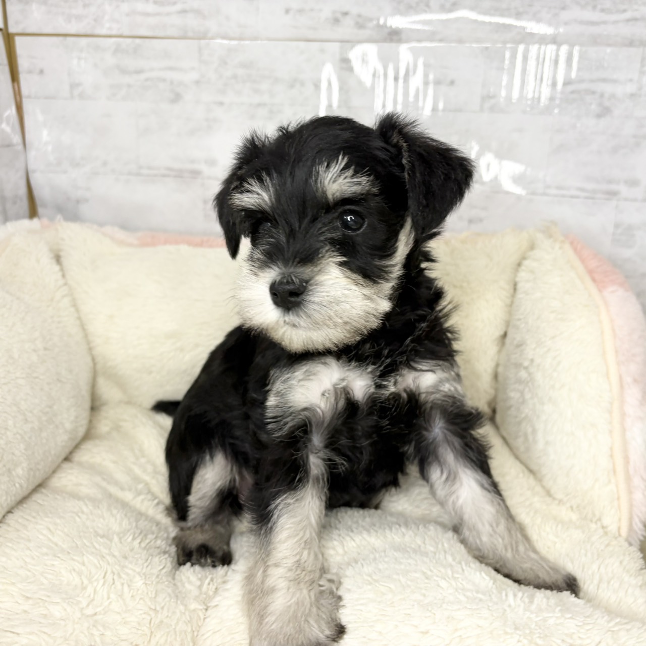 長野県のミニチュアシュナウザー (犬の家＆猫の里塩尻店/2025年9月12日生まれ/女の子/ブラックシルバー)の子犬の2枚目の画像