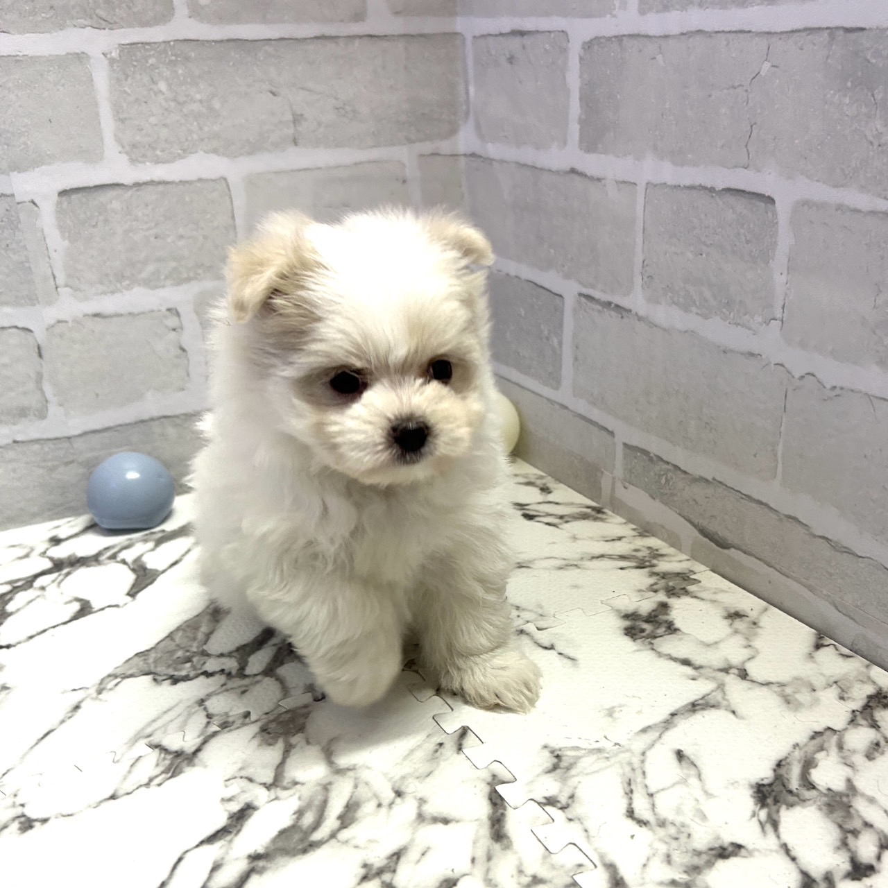愛知県のポメマル/マルポメ(ポメラニアン×マルチーズ) (犬の家＆猫の里岡崎店/2025年9月14日生まれ/女の子/ホワイト)の子犬の2枚目の画像