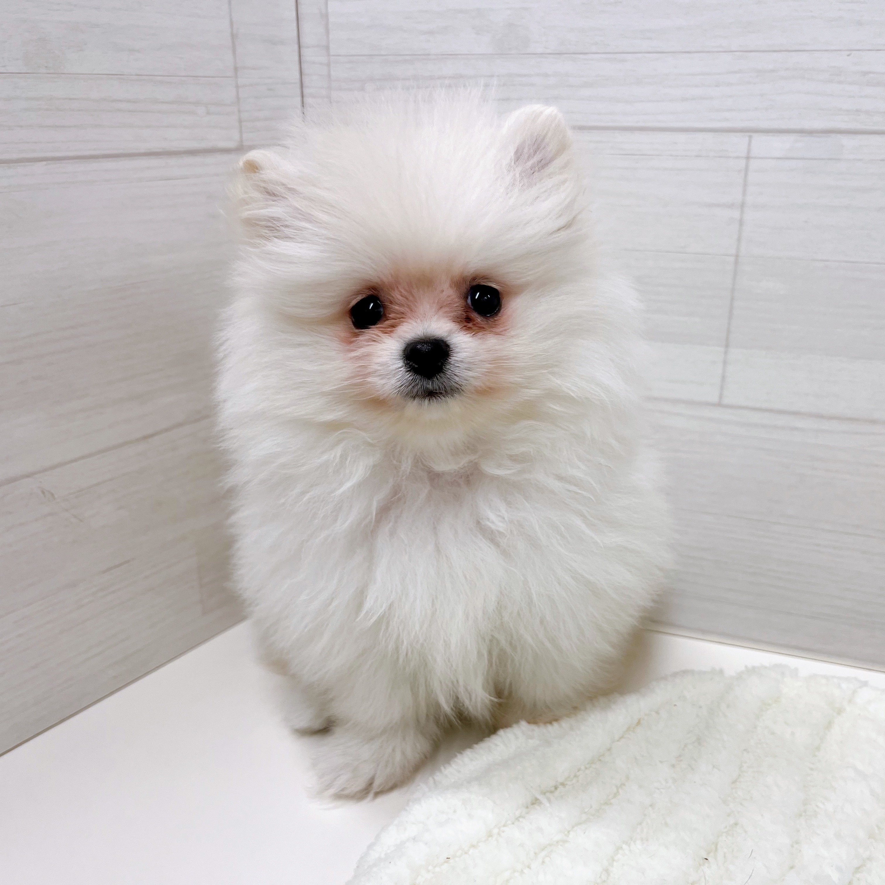 石川県のポメラニアン (犬の家＆猫の里アミーゴ金沢おこばた店/2025年9月15日生まれ/女の子/クリーム)の子犬の2枚目の画像