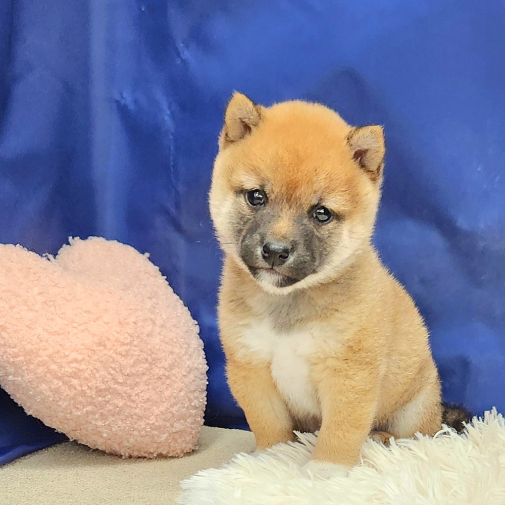 岐阜県の豆柴 (犬の家＆猫の里中津川店/2025年9月15日生まれ/男の子/赤)の子犬の1枚目の画像