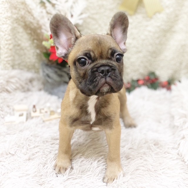 静岡県のフレンチブルドッグ (犬の家＆猫の里藤枝店/2025年9月15日生まれ/男の子/フォーンホワイト)の子犬の2枚目の画像