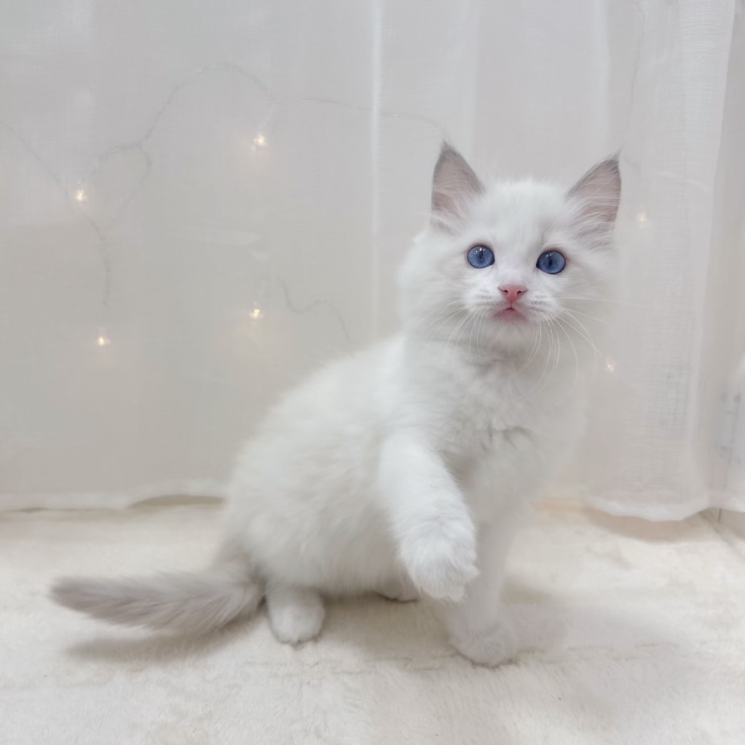 千葉県のラグドール (犬の家＆猫の里BIGHOPガーデンモール印西店/2025年9月14日生まれ/男の子/ブルーポイントバイカラー)の子猫の2枚目の画像