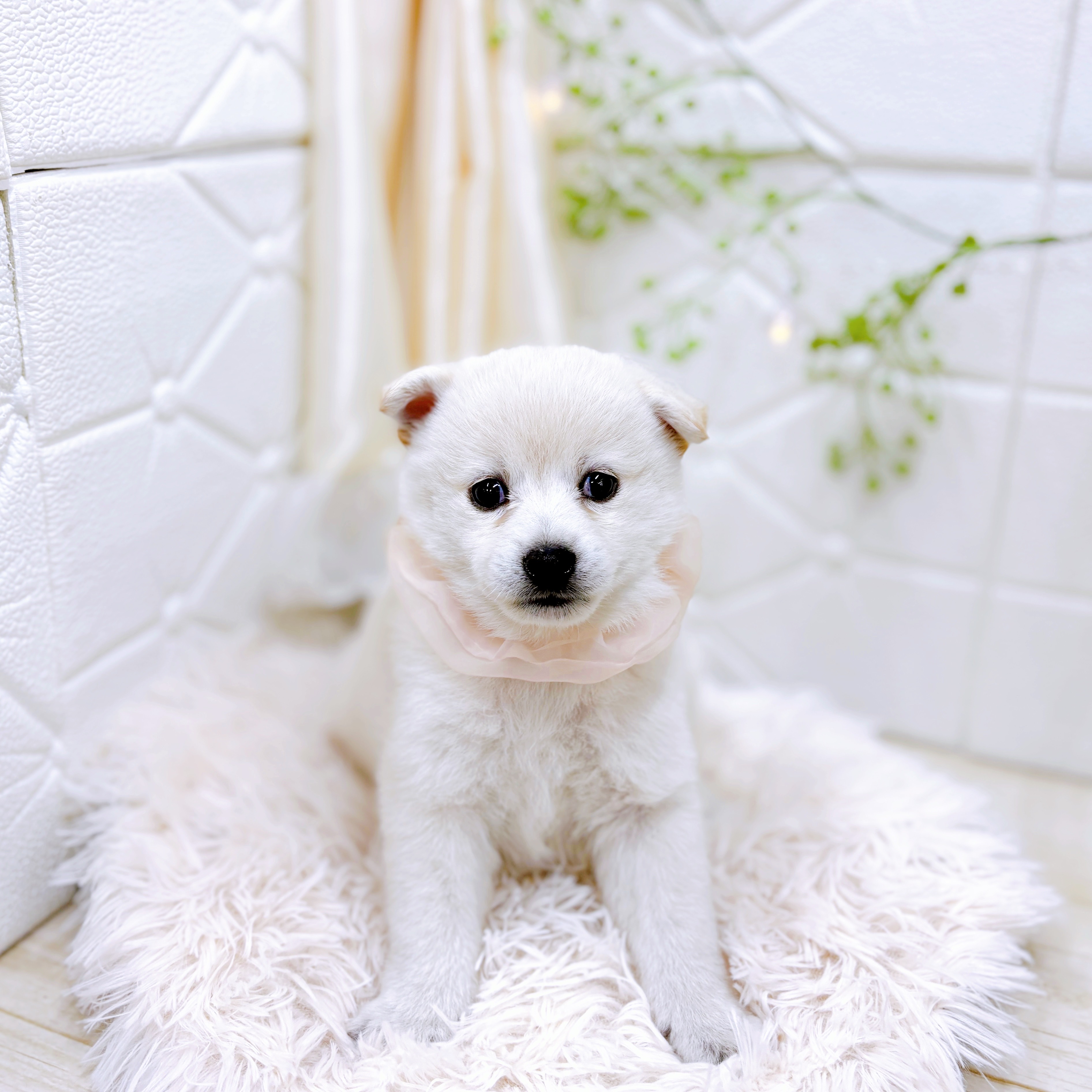 福井県のポメ柴/豆ポメ/ポメ豆柴(ポメラニアン×柴犬) (犬の家＆猫の里アミーゴ福井店/2025年9月15日生まれ/女の子/白)の子犬の1枚目の画像