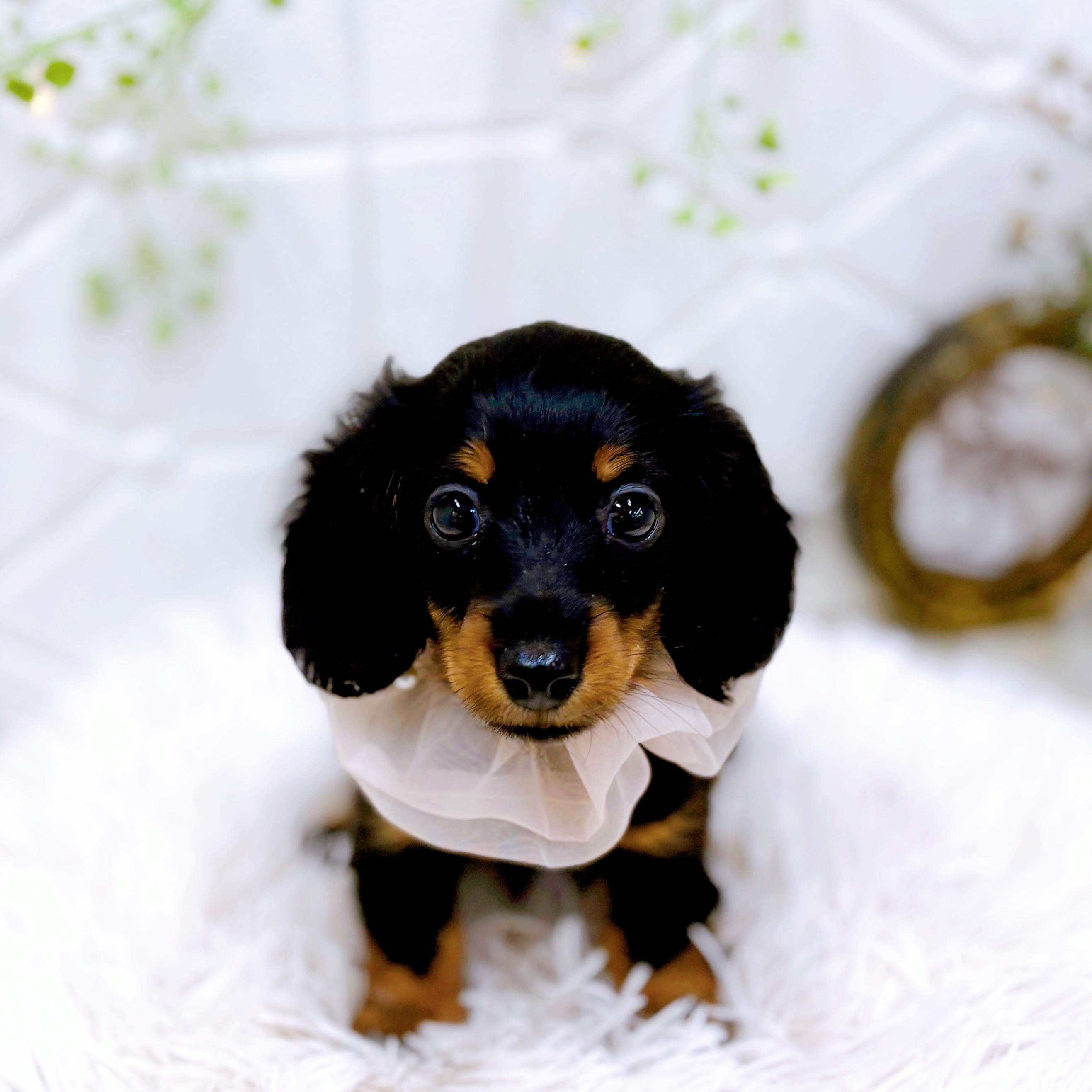 福井県のミニチュアダックスフンド(ロング) (犬の家＆猫の里アミーゴ福井店/2025年9月14日生まれ/女の子/ブラックタン)の子犬の1枚目の画像