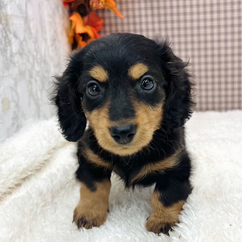 愛知県のミニチュアダックスフンド(ロング) (犬の家＆猫の里エアポートウォーク店/2025年9月16日生まれ/男の子/ブラックタン)の子犬の1枚目の画像